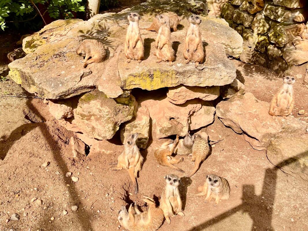 Erdmännchen im Eisenberger Tiergarten