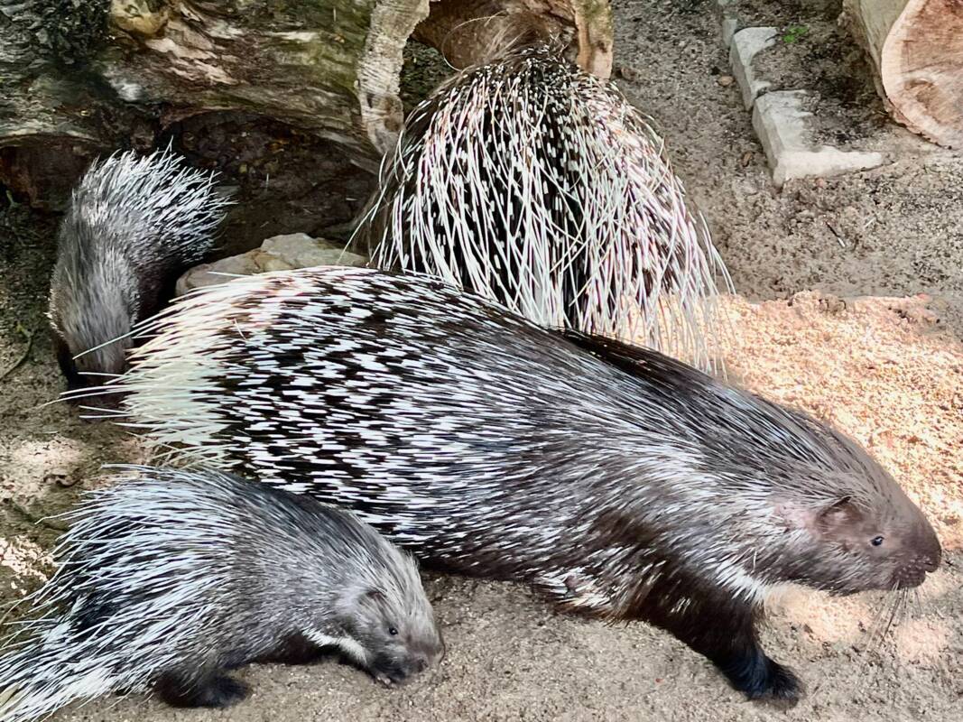 Stachelschweine im Eisenberger Tiergarten
